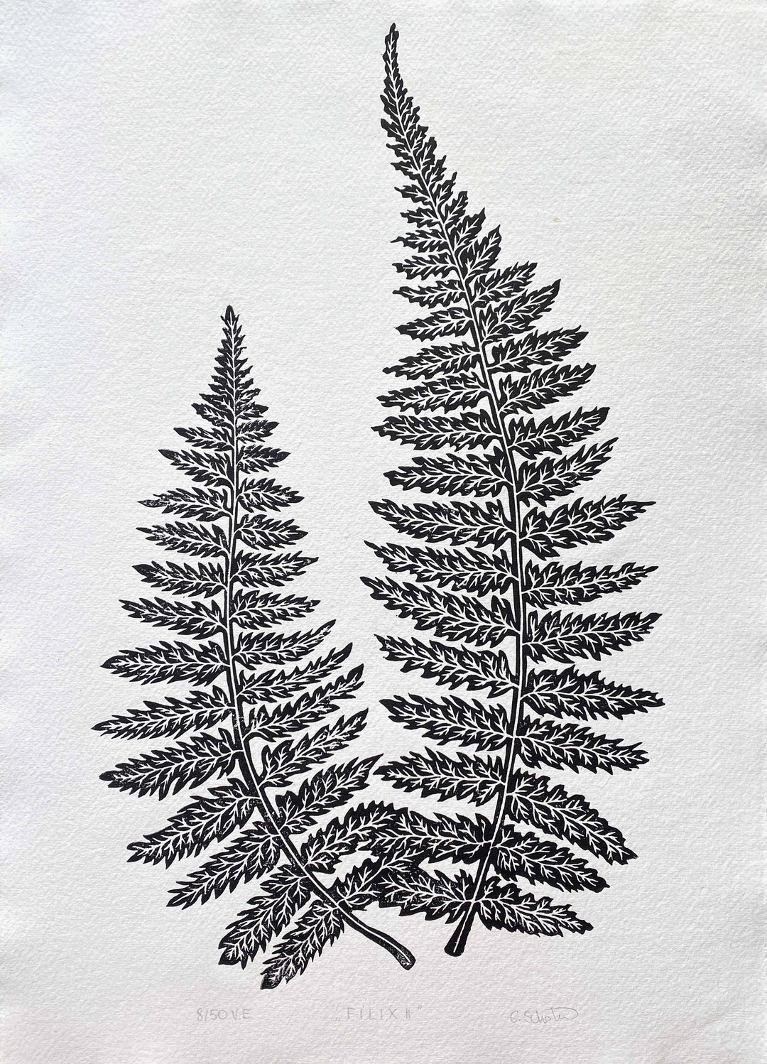 "Filix II"